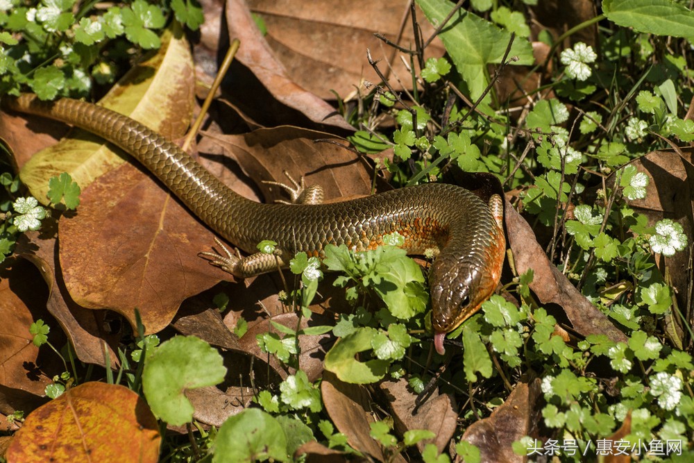 在闽南不仅有四脚蛇，还有四脚鱼，也叫“中国火龙”！