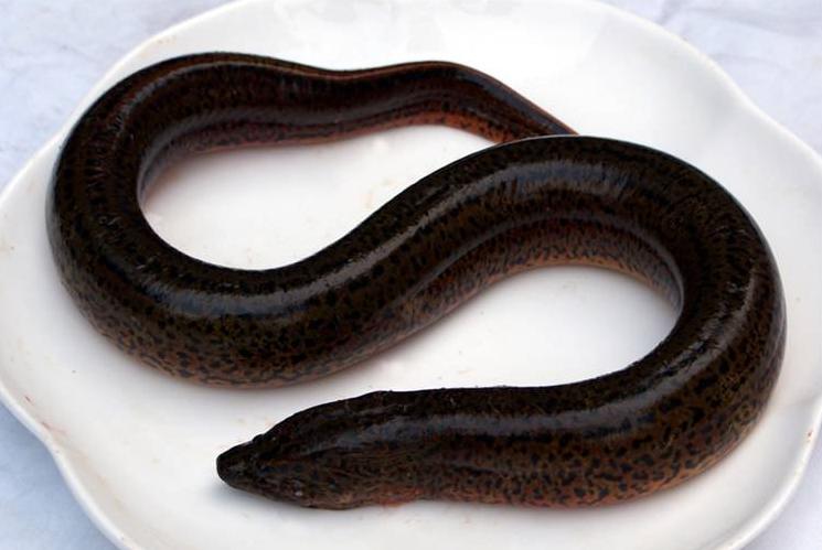 青鱼草鱼鲢鱼鳙鱼被称为四大家鱼,和鳙鱼相似的鱼有哪些