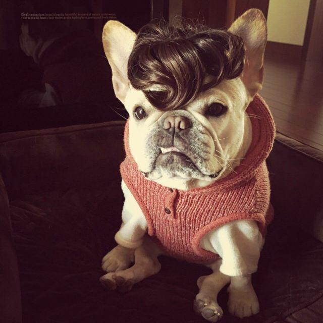 怎样养好法国斗牛犬,养好牛的十大秘密