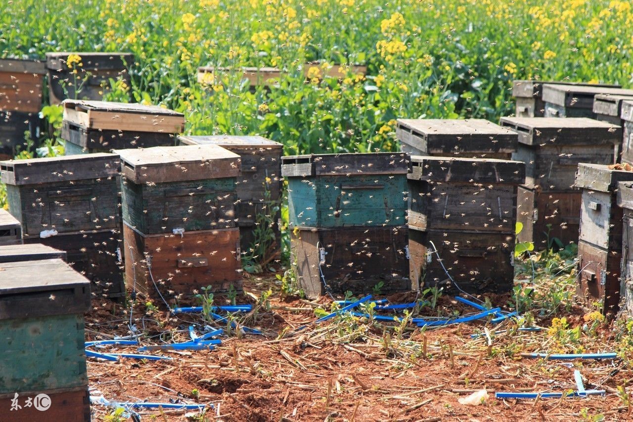 养蜜蜂专用术语,蜜蜂养殖技术维语版