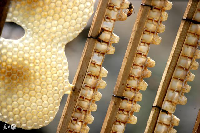 蜜蜂养殖技术500问,蜜蜂养殖技术试题及答案