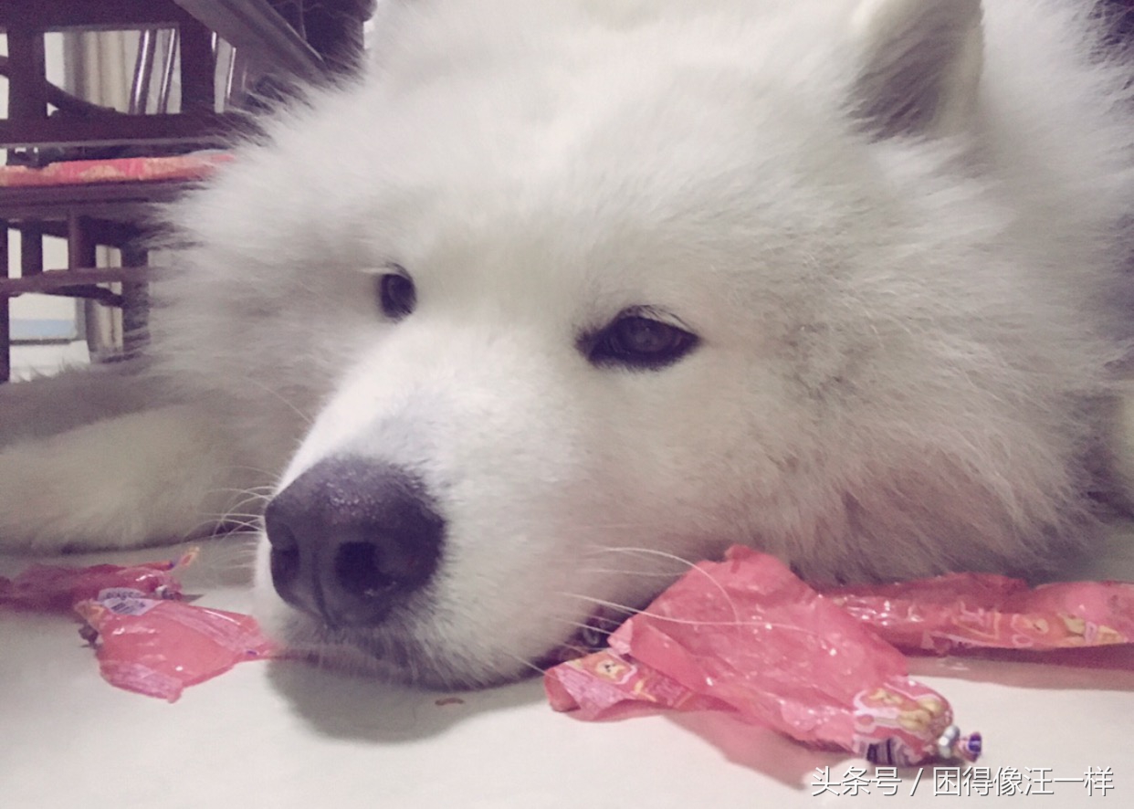 狗狗胡萝卜能每天吃吗,狗能吃胡萝卜酸奶吗