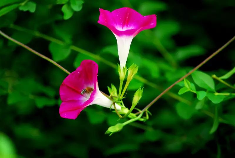 镇江有轨电车,镇江有名的塔叫什么塔