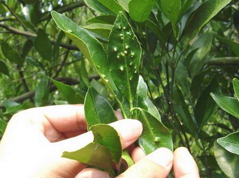 香妃茶花常见病,耐冬茶花常见病虫
