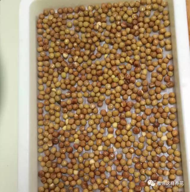 自己在家种菜做美食,家庭如何种菜做菜