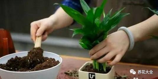 果皮肥料种花时放多少 (什么肥能促进盆栽开花结果)