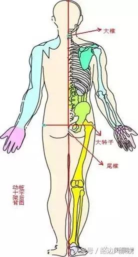骨架平衡整脊术价目表,骨架平衡手法