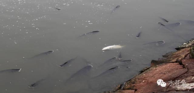 水体清澈情况下鱼会缺氧吗,淡水鱼缺氧是什么现象及施救办法