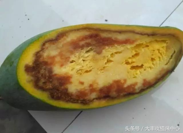 还没熟透的芒果切开后怎么办,芒果切开中间软烂