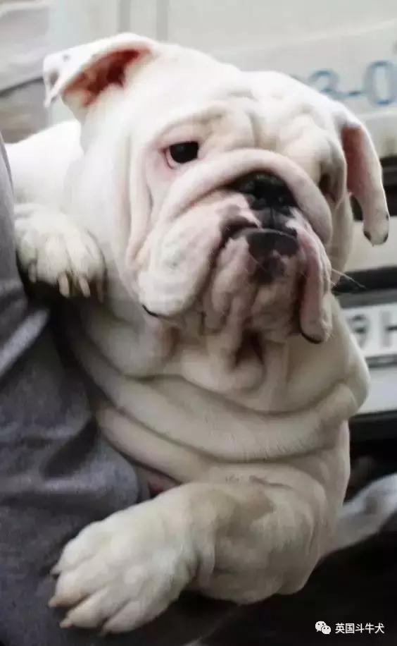 十大常见的斗牛犬,世界十大著名斗牛犬