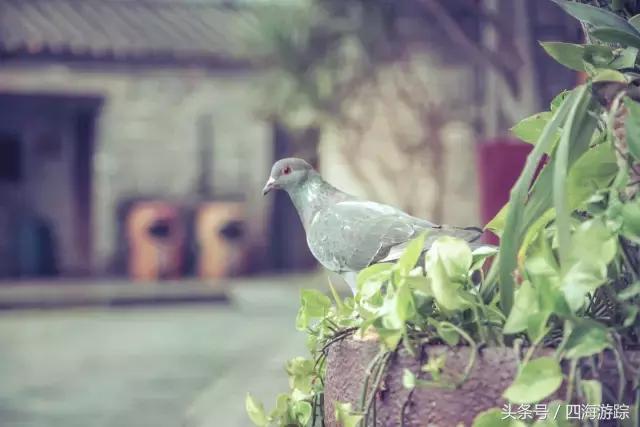 佛山南风古灶属于什么文化遗产,佛山南风古灶景点介绍图