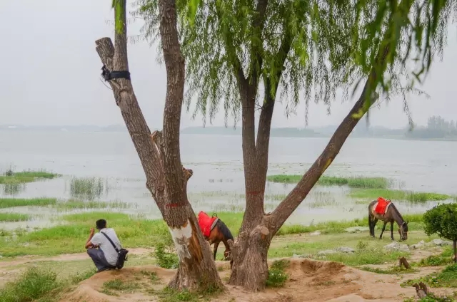 美丽的郑州北龙湖湿地公园,郑州北龙湖湿地公园初冬游记