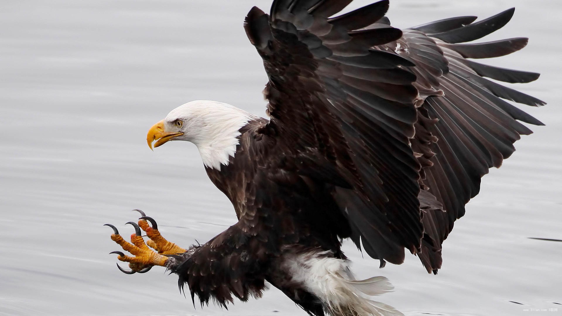 鸟类的视觉效果和人类一样吗,鸟类的视觉有多发达