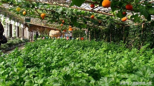 百强县级市寿光市,寿光百强县