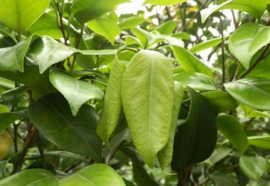 香妃茶花常见病,耐冬茶花常见病虫