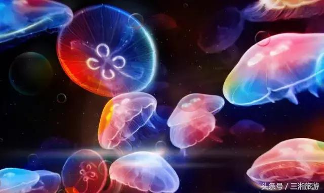 株洲神农城水母,株洲海洋馆水母王国