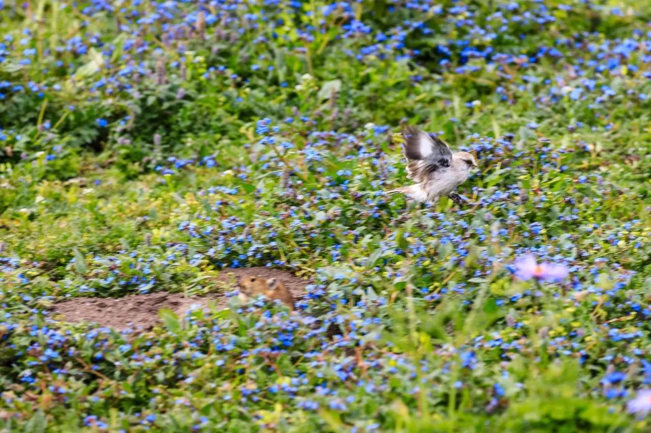 佳能6dmark2,佳能6dmarkii拍会议照片怎样对焦