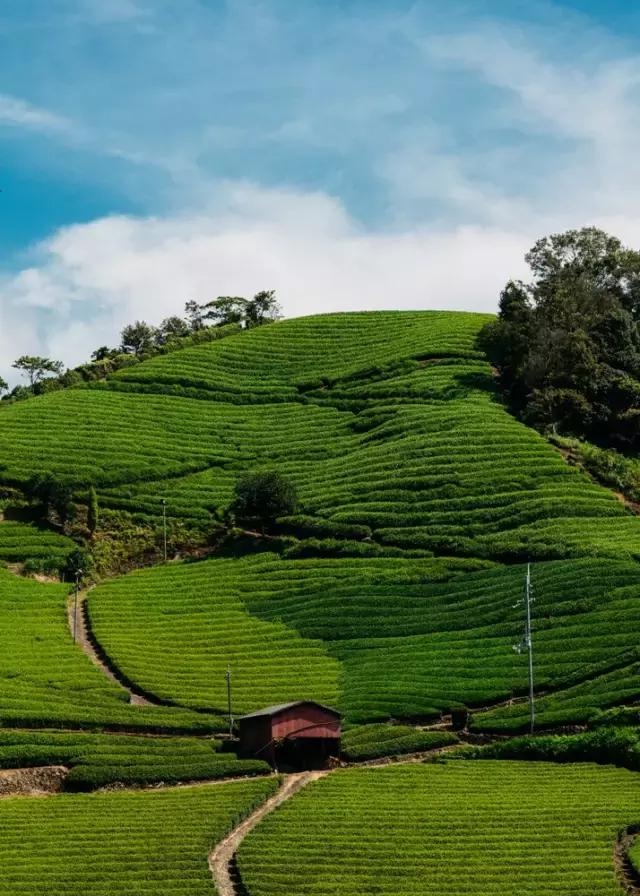 世界各国茶叶价格排行榜最新,世界各国茶叶消费排名