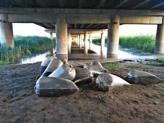 放生就是假慈悲,放生就是积德还是造孽