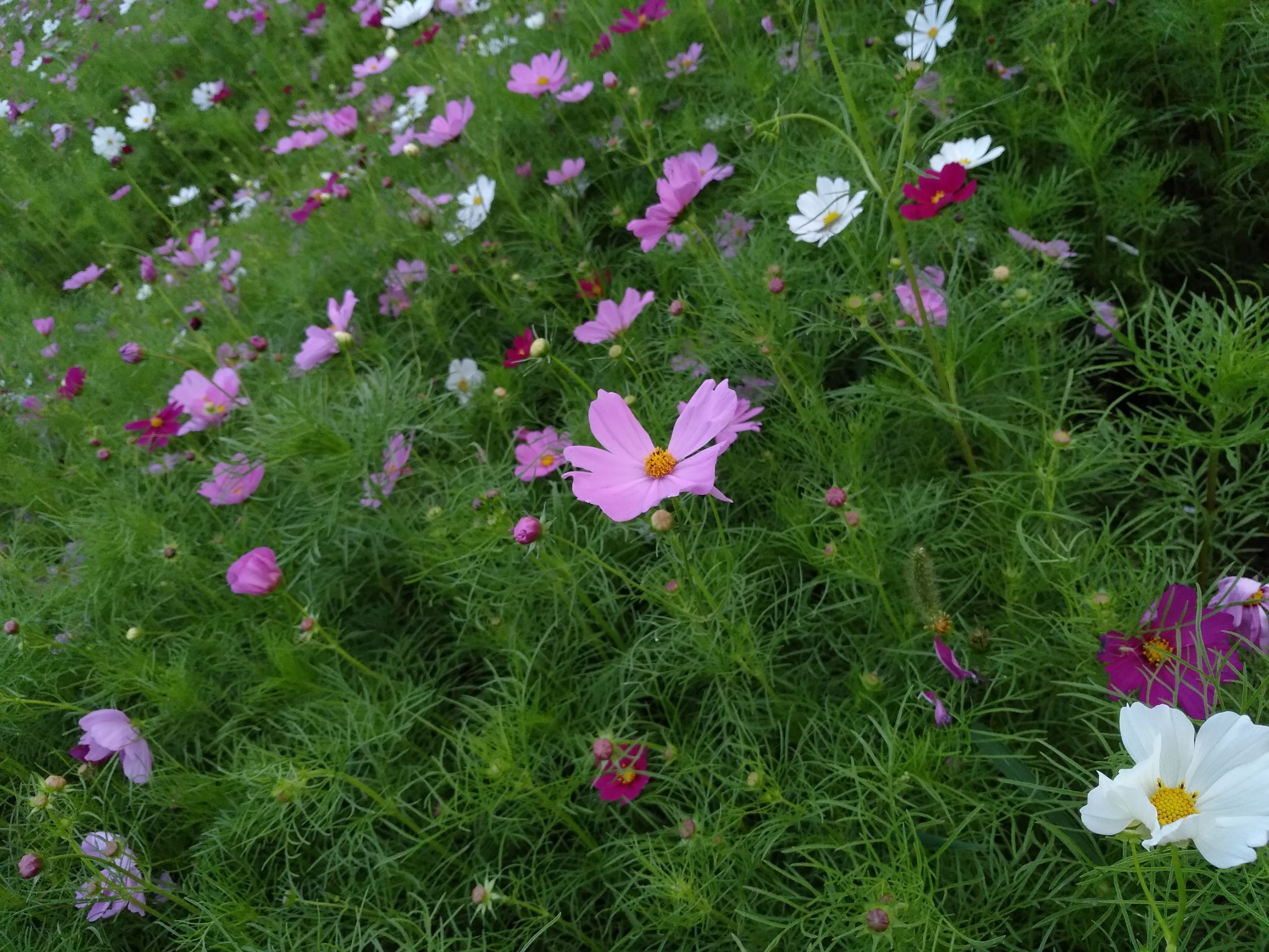 货币基金深度解析,涨姿势了是什么意思怎么回复