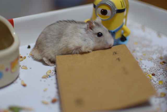 让仓鼠看书？喂食君表示惊呆了~知道后果后，想打给仓鼠书的人