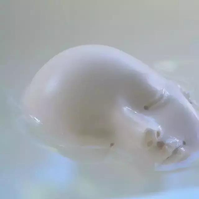 李晨花200万买的求婚娃娃，到底什么来头？