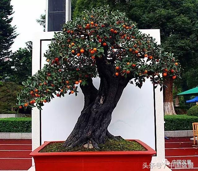 盆景收藏的前景,盆景收藏视频大全