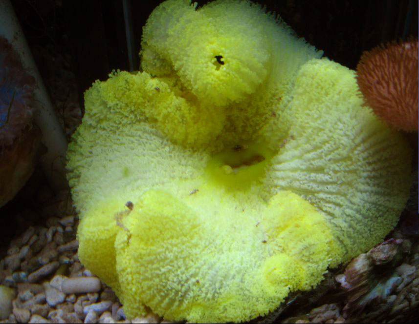 不死之虫超越水熊,不死之身的生物水熊虫和蝾螈