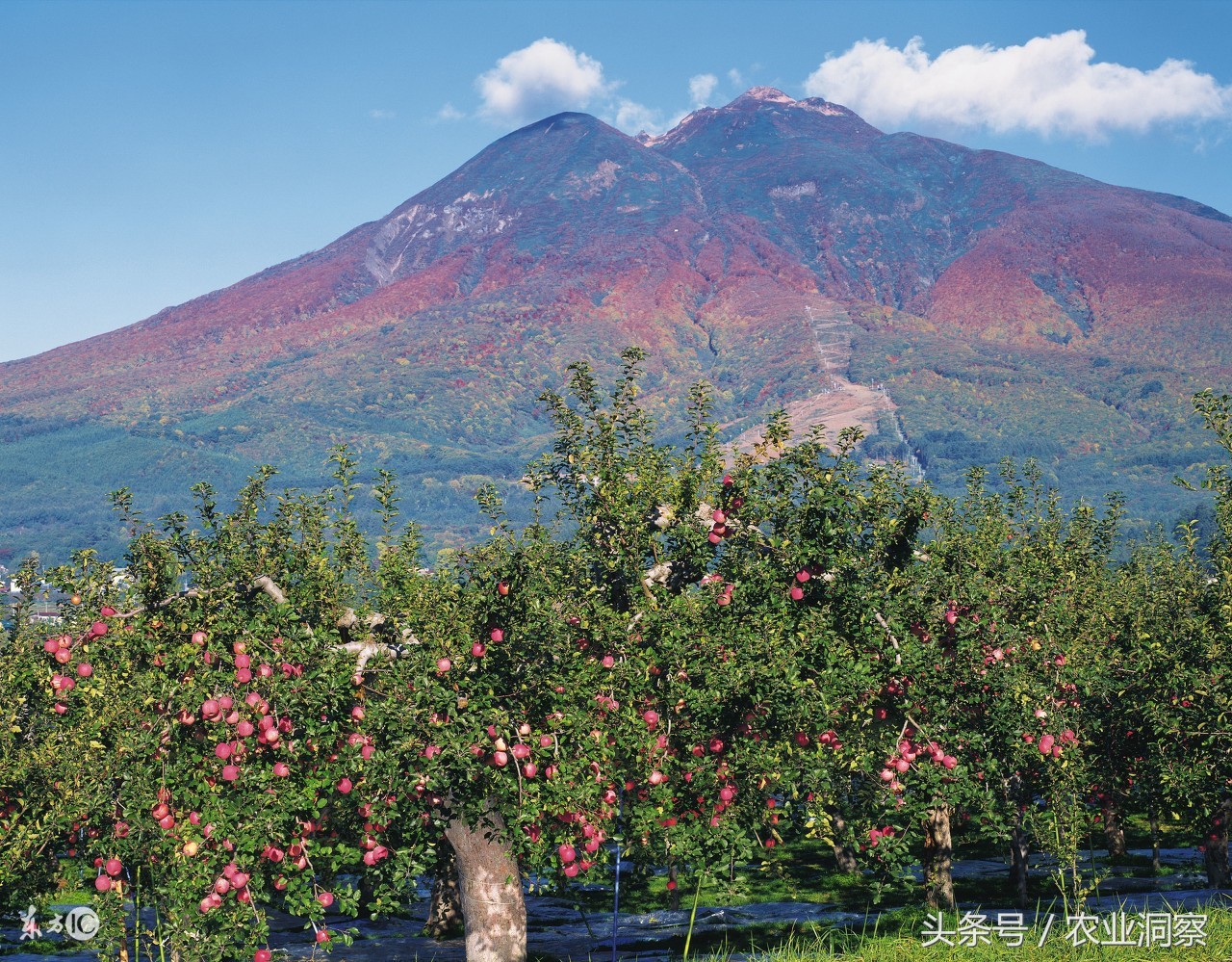 红富士苹果品质怎么样,同样是苹果差别咋这么大呢