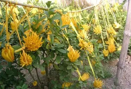 佛手柑果的栽培和管理,佛手柑管理方法