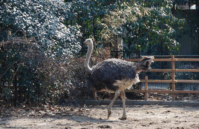 百鸟展门票,百鸟展门票早鸟票