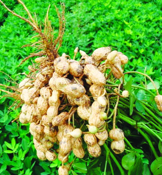 商洛景区当地小吃特产,商洛地区哪个县的特产最好