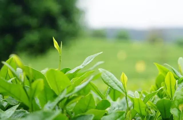 凤冈遵义茶,贵州遵义凤冈锌硒茶