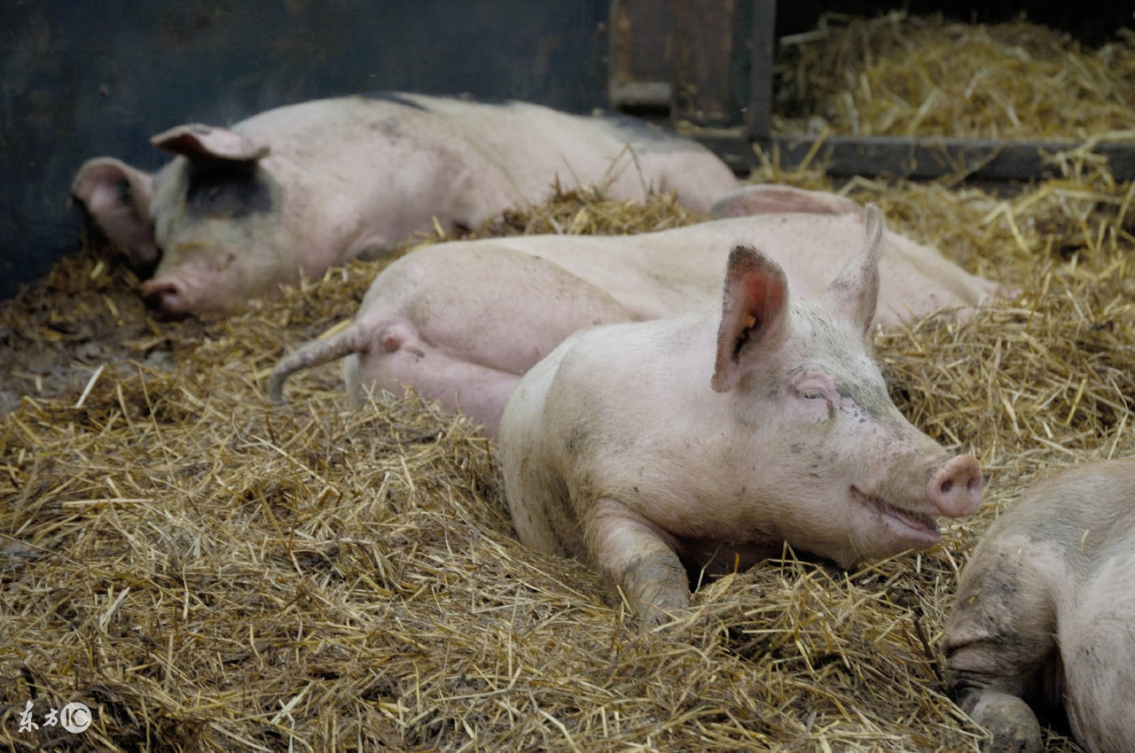 欲练神功必先自宫完整,欲练神功必先自宫集锦