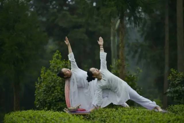 凤冈遵义茶,贵州遵义凤冈锌硒茶