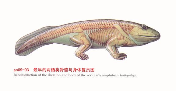 能活1000多年的水熊虫,水熊虫生命力到底有多顽强