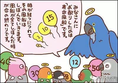 不小心踩死自己的宠物痛哭流涕,不小心把宠物压死了