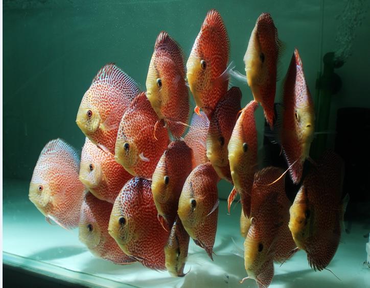 七彩神仙鱼药物中毒表现,七彩神仙鱼的症状及治疗方法