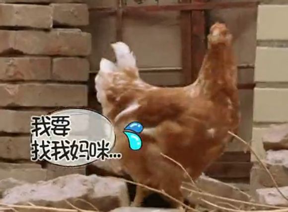 爸爸去哪儿你不知道的事,爸爸去哪儿真心话问答