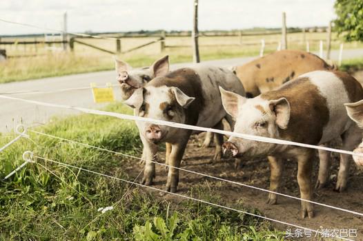 养猪福利,给猪喂驱虫药猪拉稀咋回事