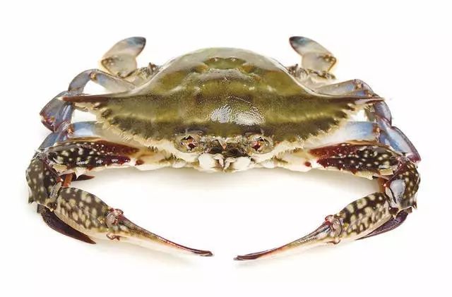 死螃蟹不能吃为什么冷冻的可以吃,冻螃蟹和死螃蟹能吃吗