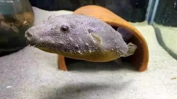 家装水景鱼缸造型全景,家居水景大号