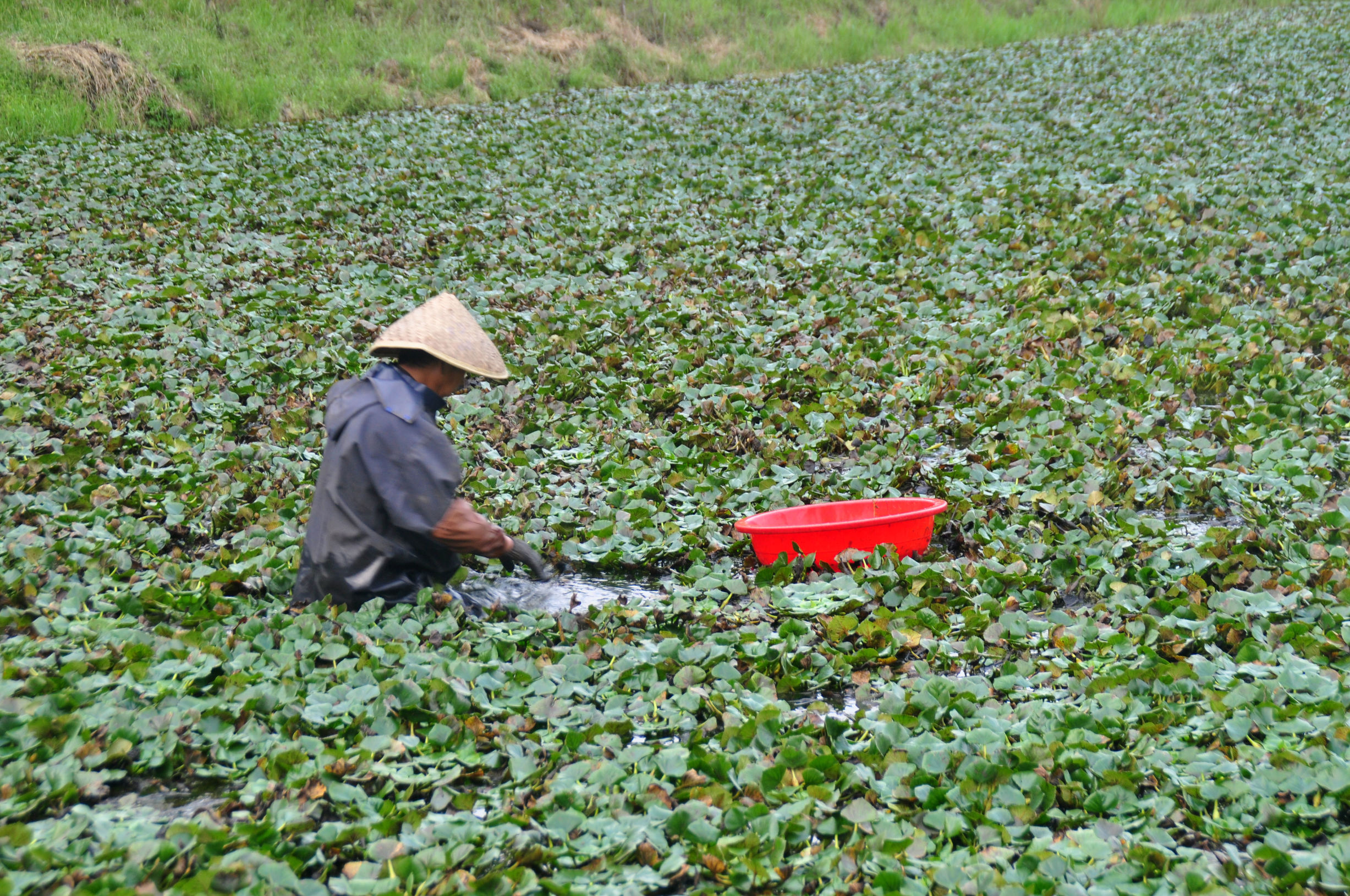 菱角采摘的过程,新鲜菱角开始采摘吃起来粉糯香甜