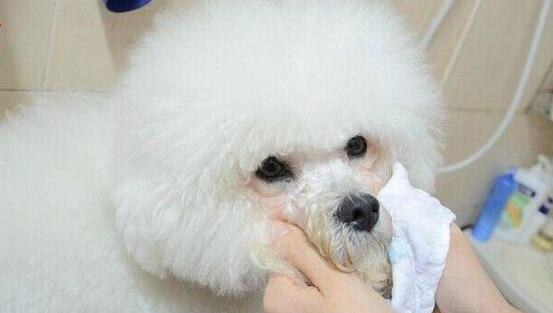 狗狗眼泪是褐色的啥原因,狗狗流眼泪泪痕严重怎么回事