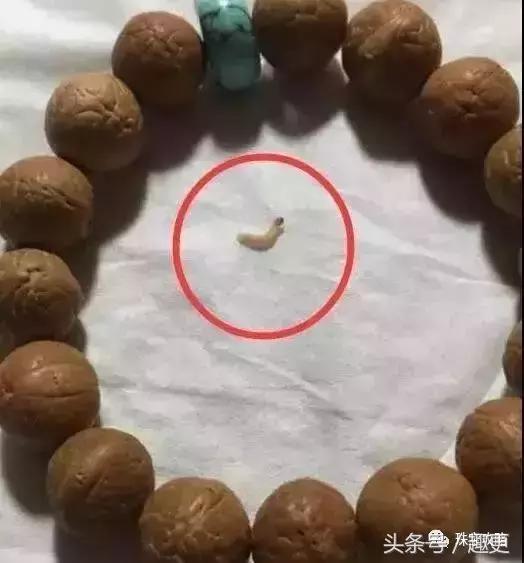 怎样防止文玩生虫,文玩昆虫