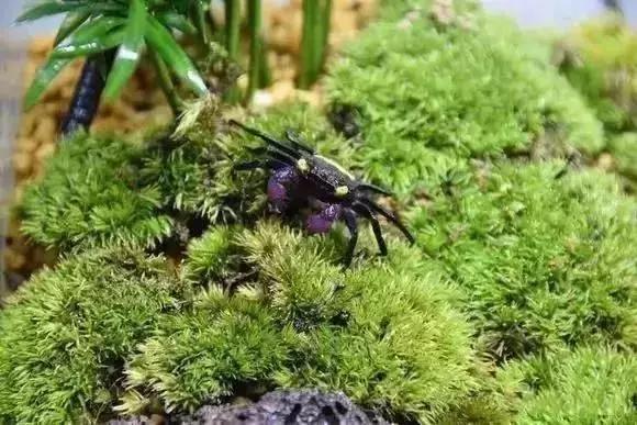家装水景鱼缸造型全景,家居水景大号