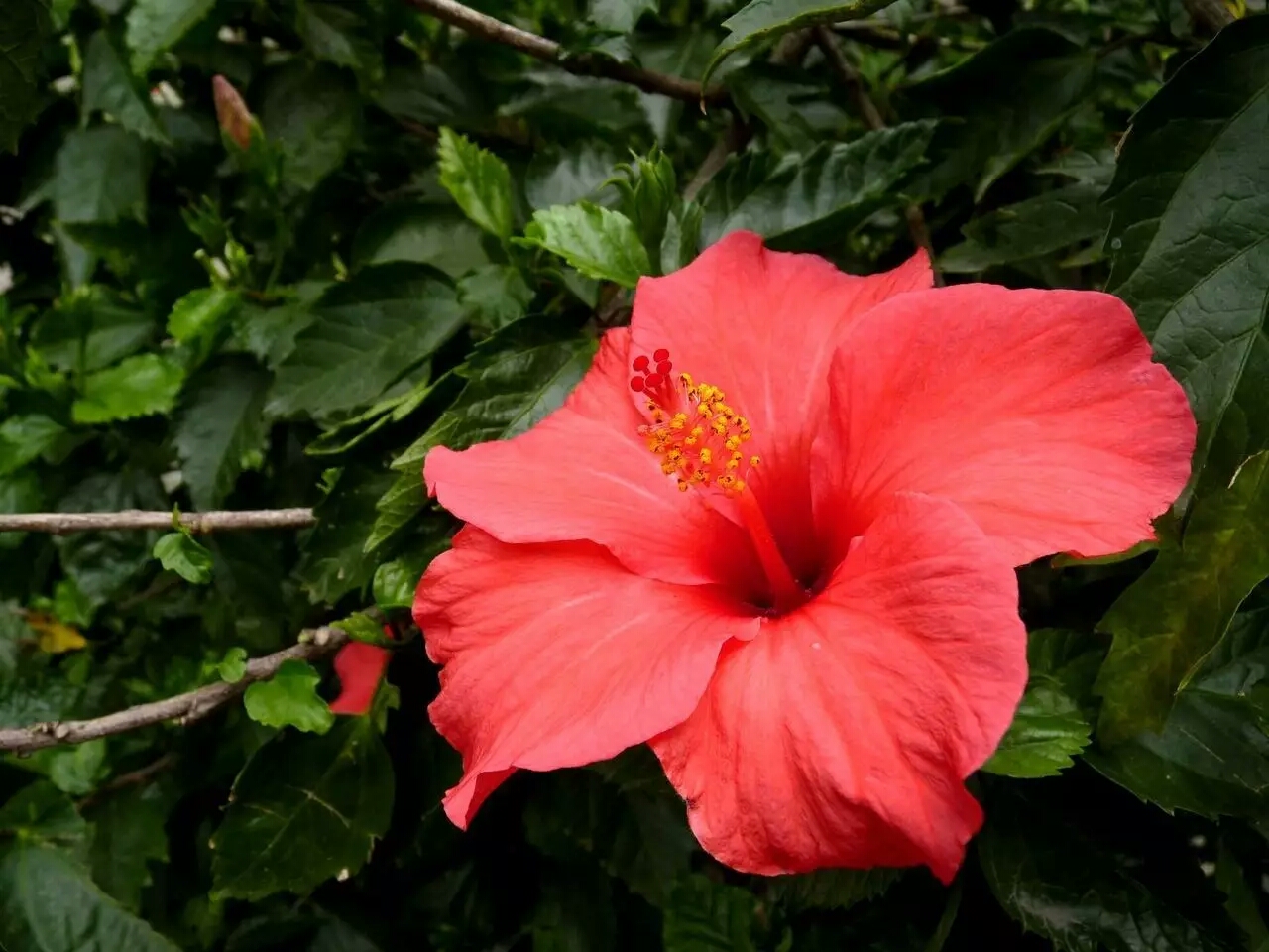 各国的国花有哪些,各国的国花及其象征意义