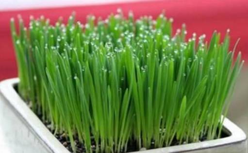 肠道衰老,哪些食物是肠道的清道夫