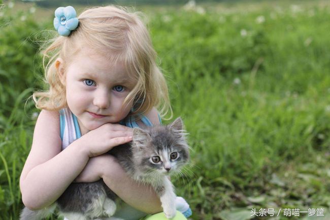 家猫离世后该如何走出伤痛