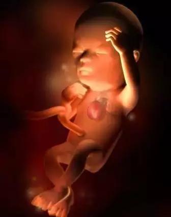 生命的由来胚胎发育全过程动画,生命发育的过程